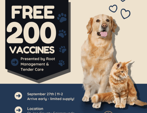 Root Management Partners with Tender Care Veterinary Clinic to Provide 200 Free Rabies Vaccines to the Community