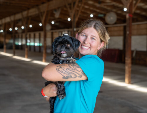 Root Management Partners with Tender Care to Provide Free Rabies Vaccines for the Community